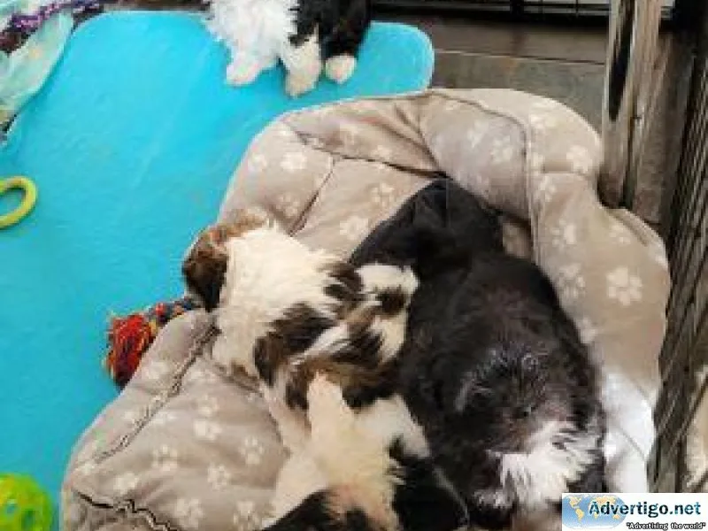 Gorgeous Lhasa Apso Puppies available.
