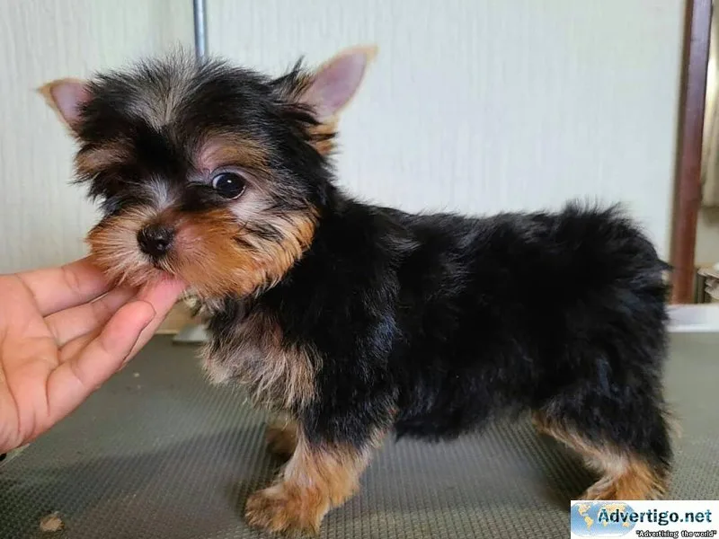 k77y Yorkshire terrier puppies
