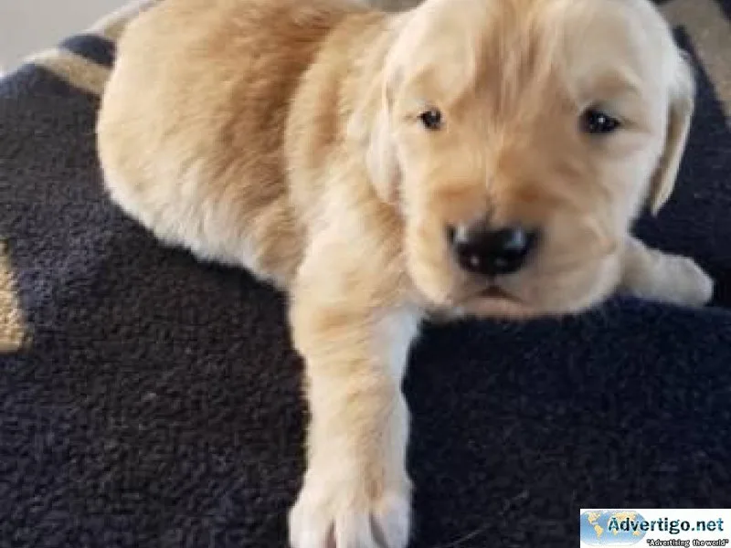 Golden retriever for new homes