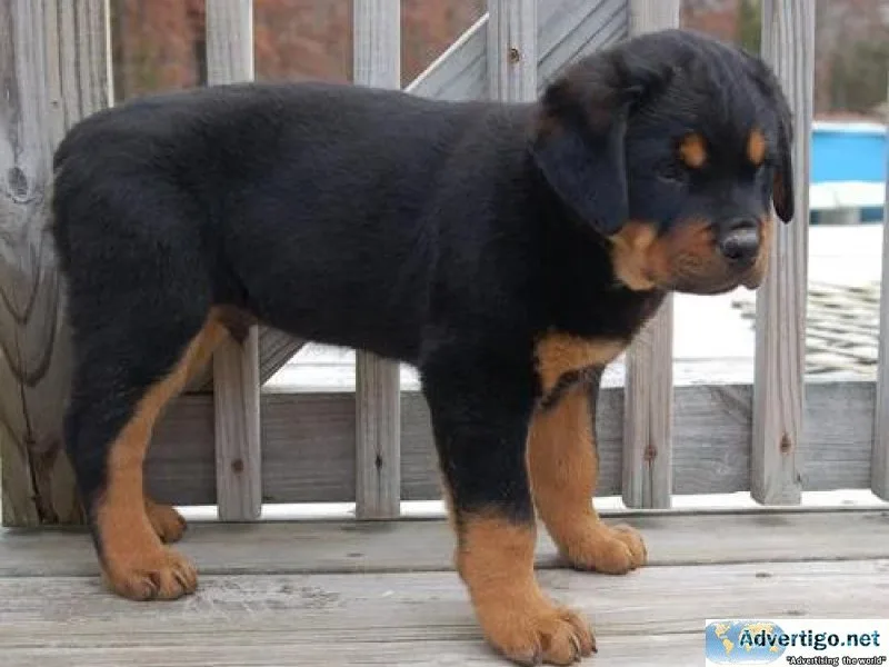 lean expert German rottweiler puppies for Sale