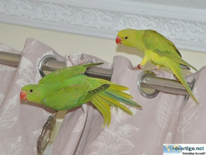 Bonded Pair Indian Ringneck for lovely homes