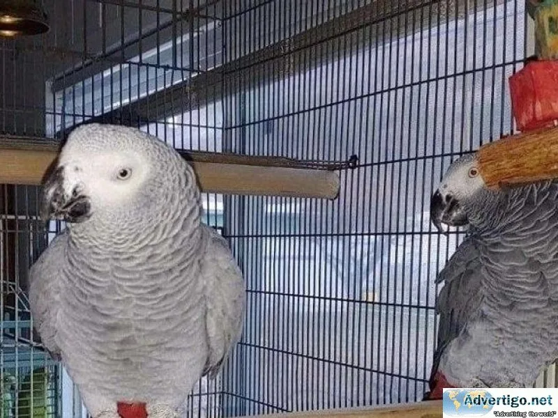 Buy Super tame African Grey Parrots