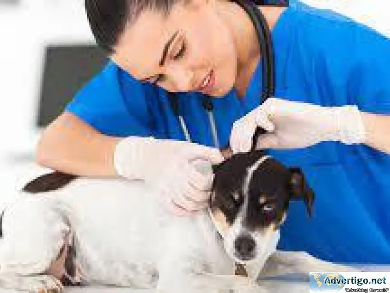 Top Veterinary Doctors in Noida  Vet Land Pet Clinic