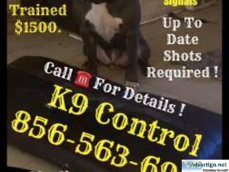 Dog and puppy training and
