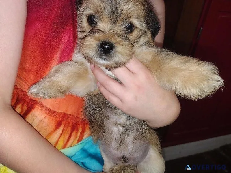 Shorkies