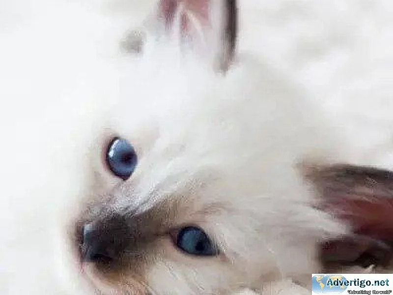 Tips For Playing With Your Cat - Veterinarians in Columbia MD