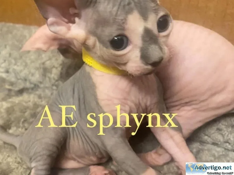 Sphynx kittens