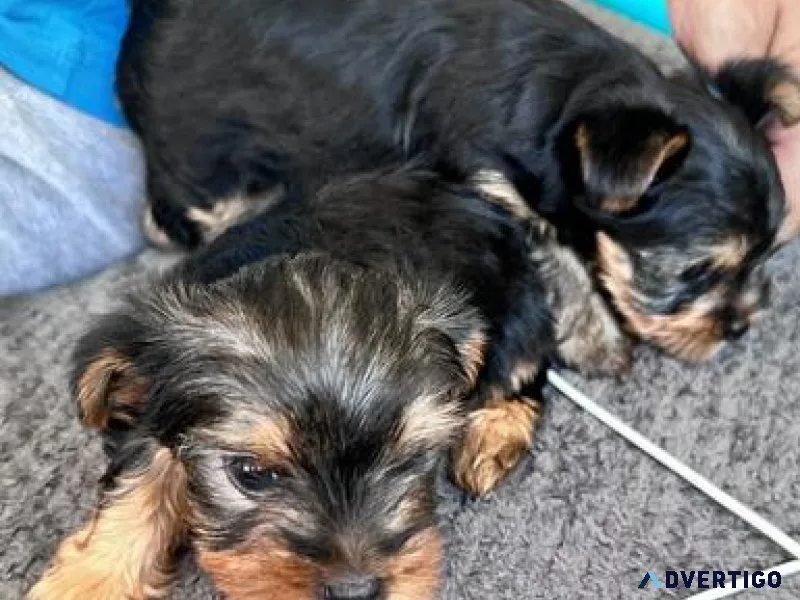 Beautiful Purebred Yorkie Puppies