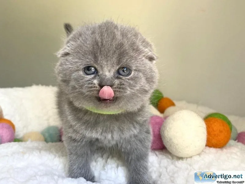 TEFF Scottish Fold Kittens