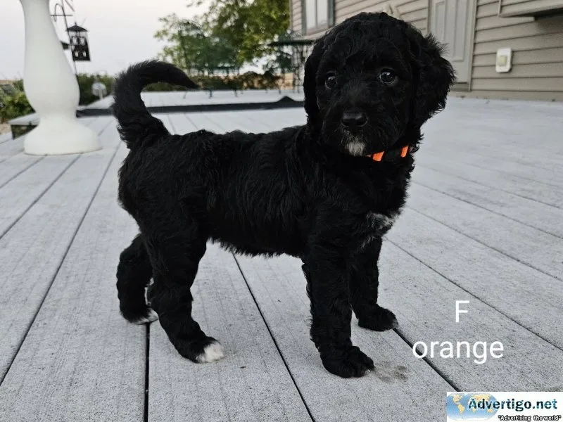 Loving Bernedoodle puppies