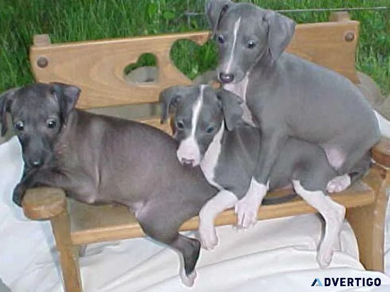 Gorgeous Italian Greyhound puppies