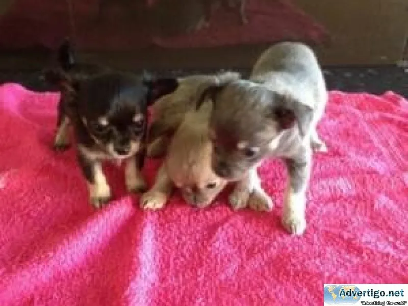 Lovely Chihuahua Puppies for Sale