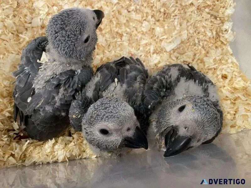 Hand fed Congo African Grey Babies ready now