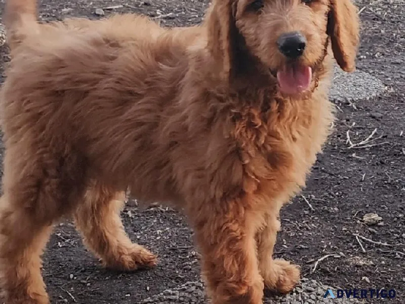 Goldendoodle Ckc Female