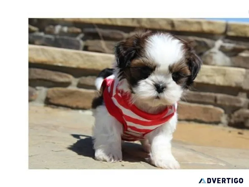 Two Shih Tzu puppies