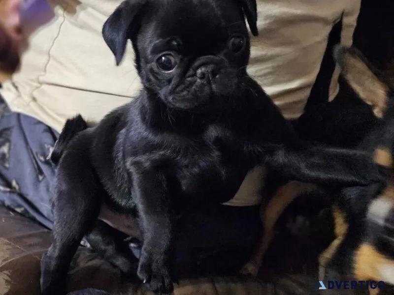 Akc male and female pugs ready