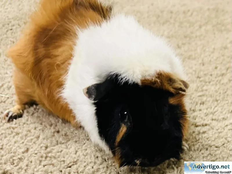 Two male Guinea Pogs