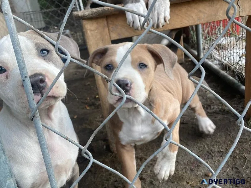 Blue pit puppy s
