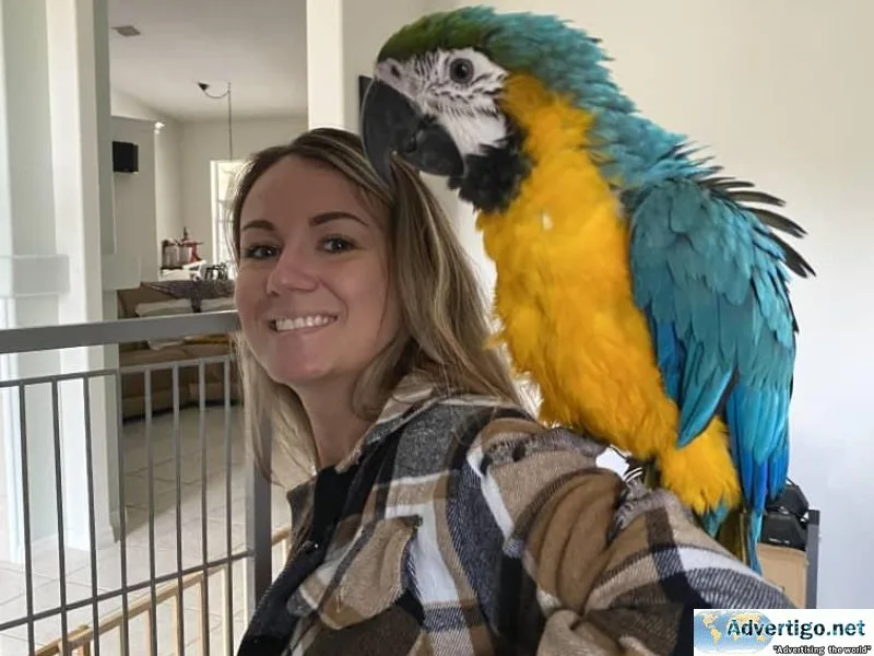 Female Blue and Gold Macaw for sale