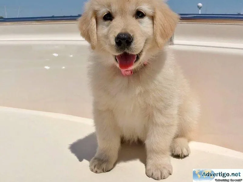 dht   Quality Golden Retriever Puppies