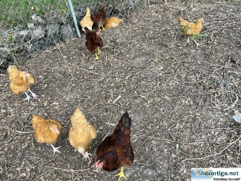 Chickens for 5 bucks