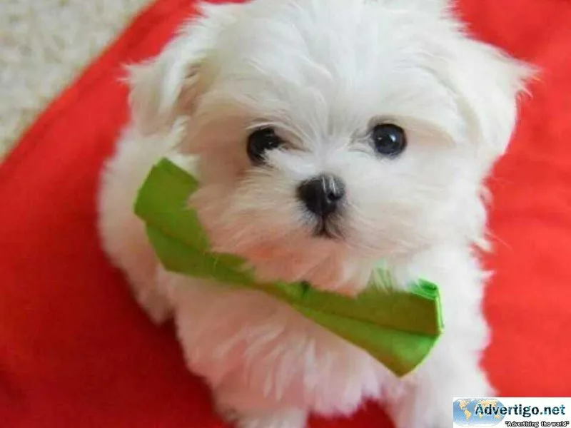Maltese puppies Available.