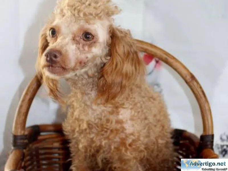 Poodle puppies Minature