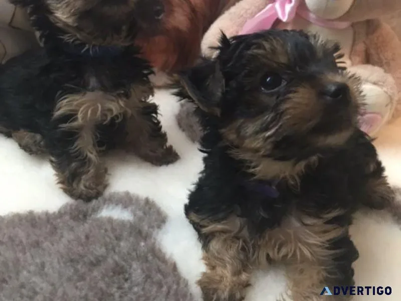 Home Raised and House Broken Yorkies..2093261629