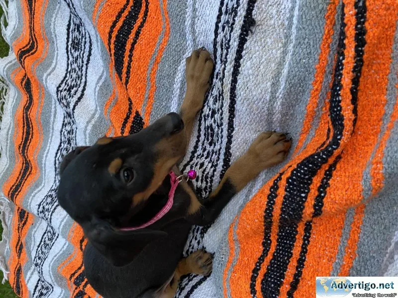 Doberman Puppies