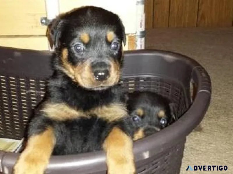 marvelous expert German rottweiler puppies for Sale