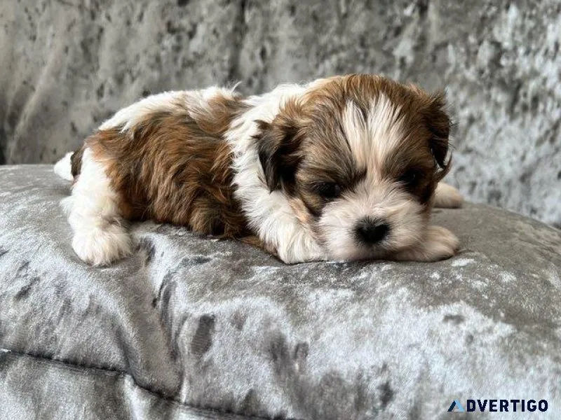 Shih tzu puppies for sale