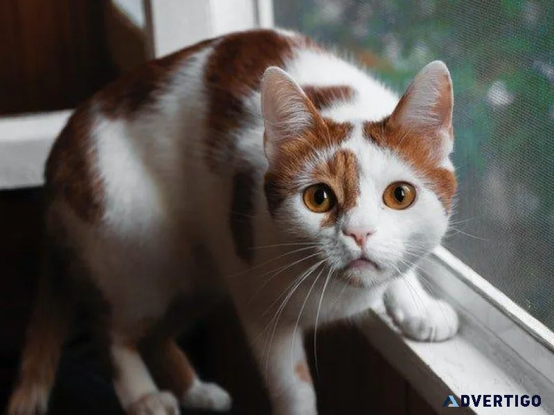 Is Your Cat Bored - Veterinarians in Clinton UT