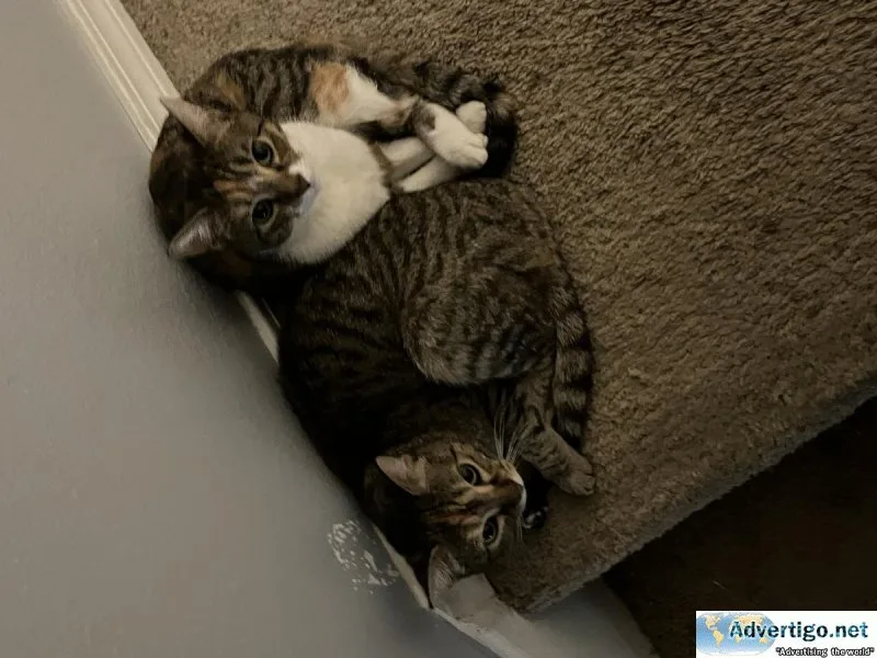 Two female cats
