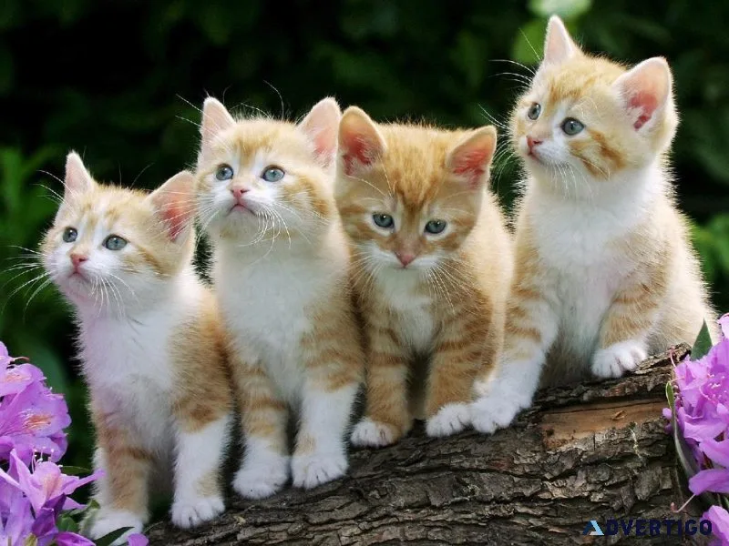 When Your Cats Have Needs