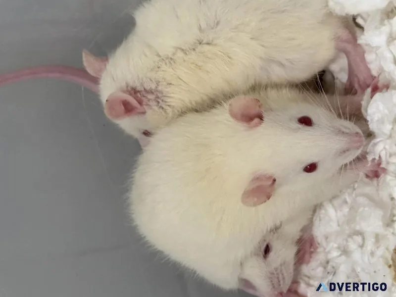 Young rats