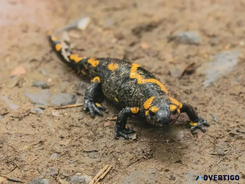 What Should I Feed My Salamander - Veterinarians in Manlius NY