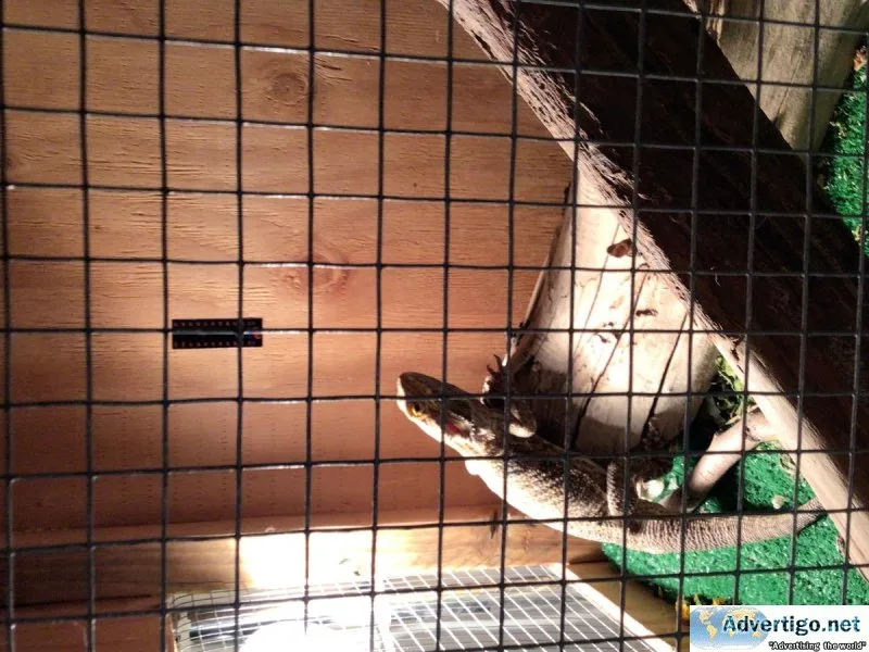 2 Bearded Dragons 1 male and 1female for sale