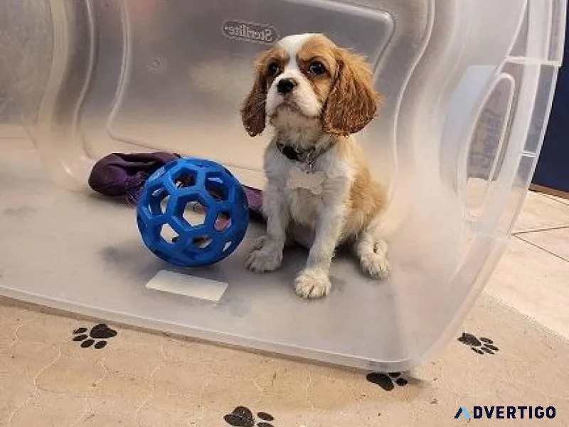 Cavalier King Charles Spaniels