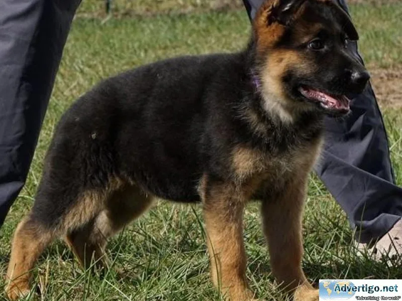 AKC German Shepherd puppies
