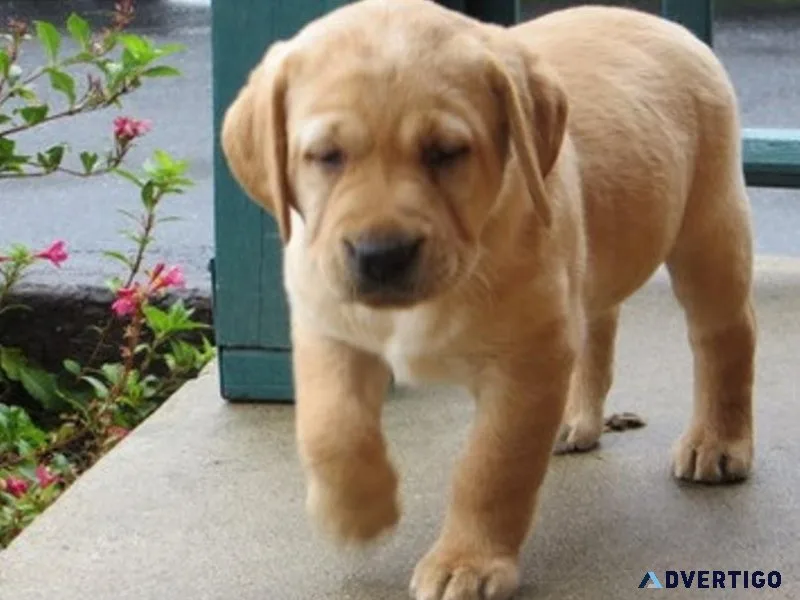 AKC Labrador Retriever Puppies available