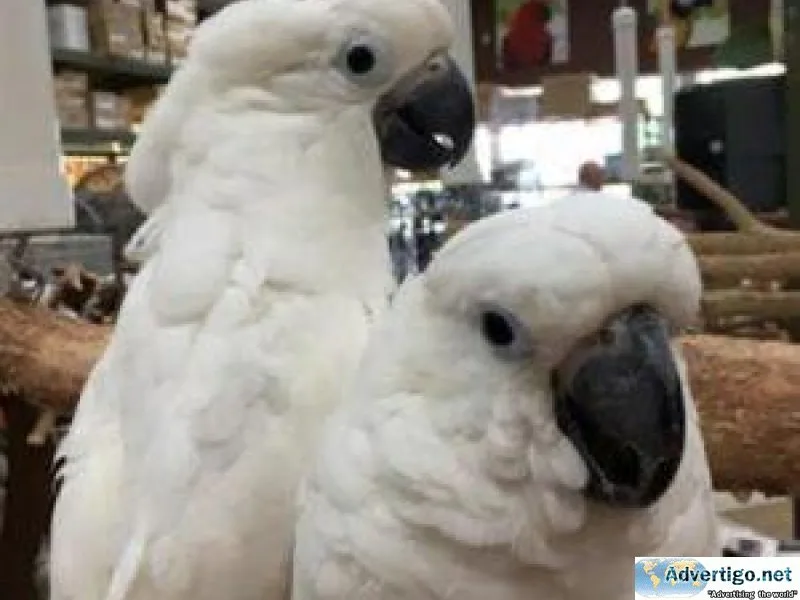 Talking Cockatoos (Parrots) for sale