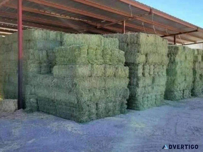 TimothyOrchard and Alfalfa hay mixed grass