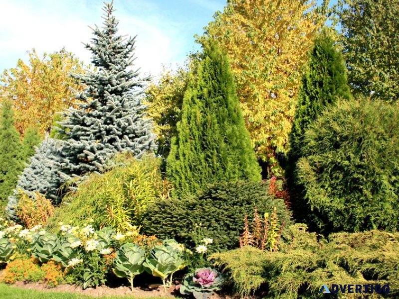 Coniferous Tree Information