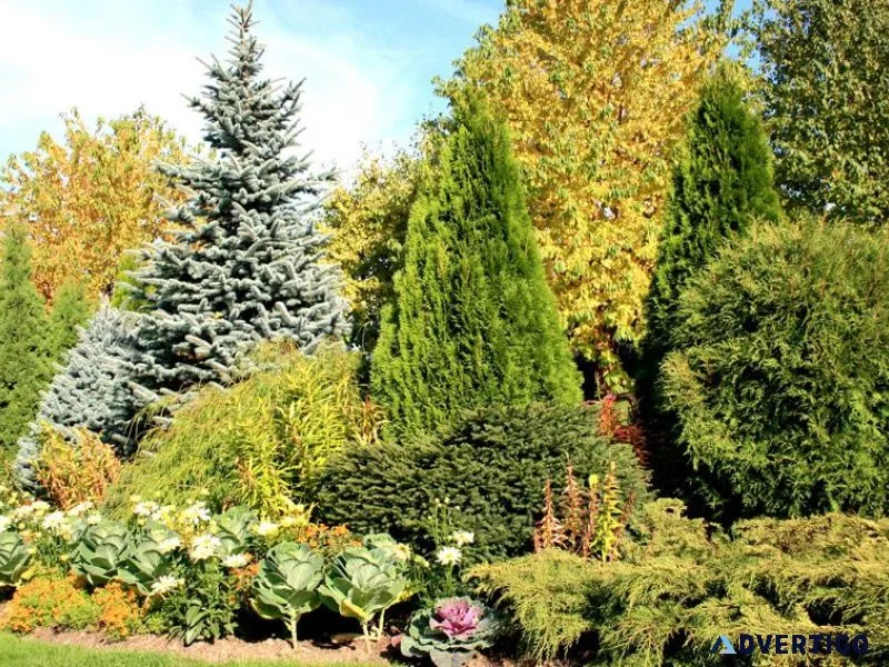Coniferous Tree Information