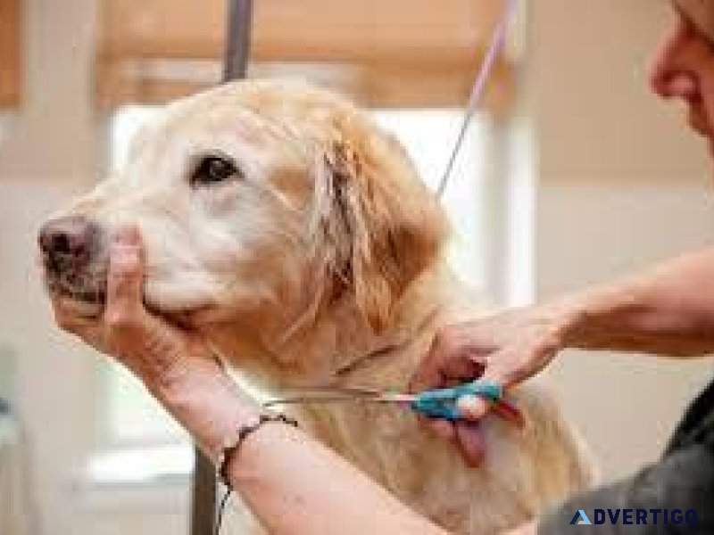 Top-Rated Dog Pet Clinic near Me  Vet Land Pet Clinic