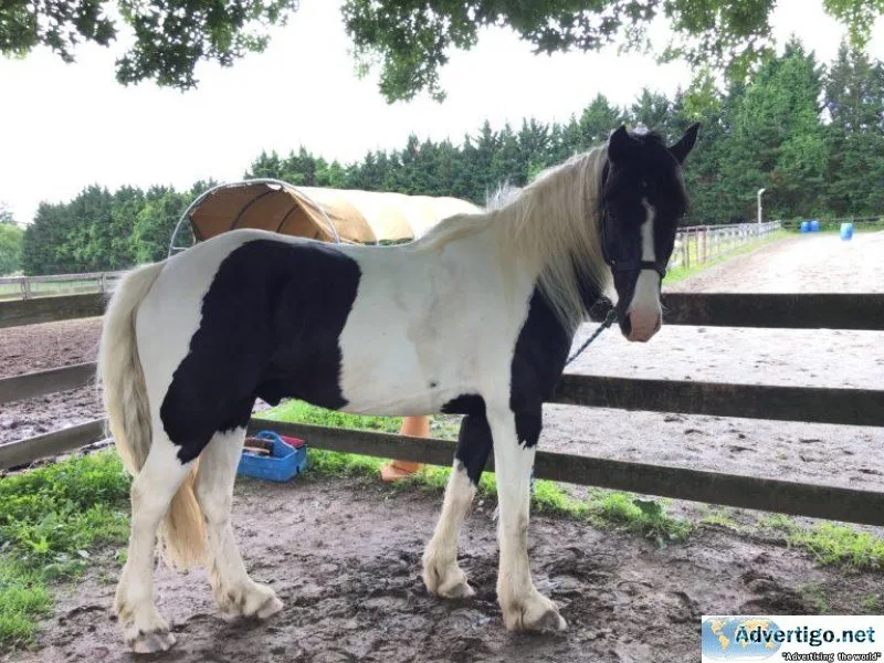 NICO HORSES