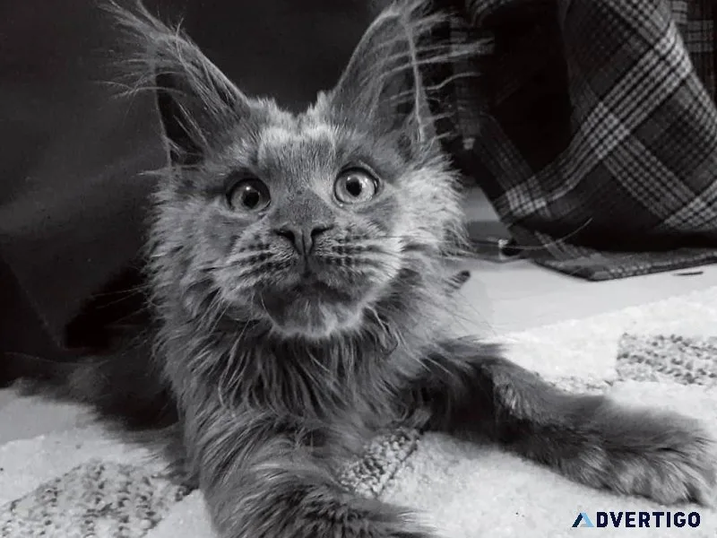 MAINE COON KITTEN