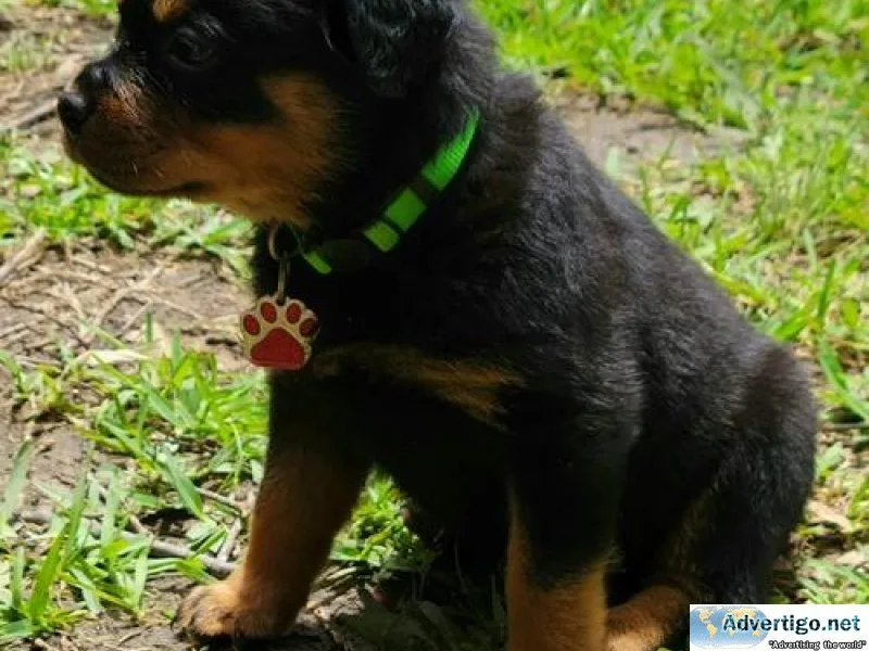 joyous expert German rottweiler puppies for Sale