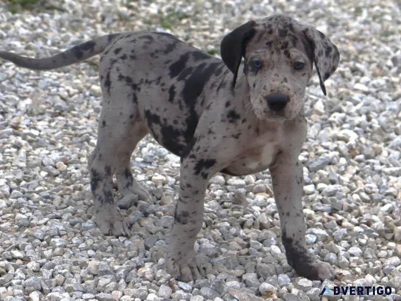 Tonya Female Great Dane