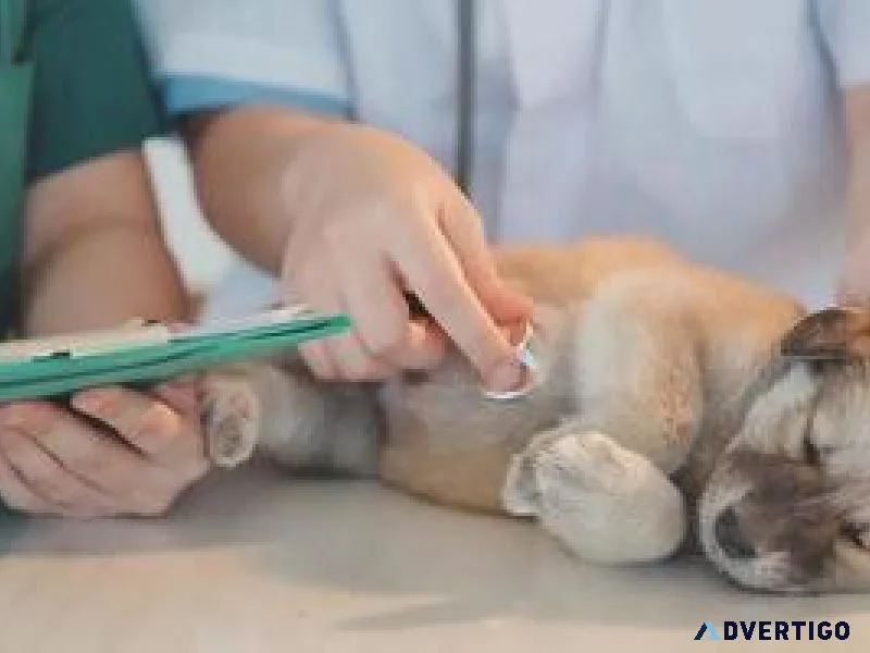 Best Veterinary Doctor in Sector 137 Noida